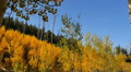 Aspen Forest Slow Motion 01 Fall Faliage 96fps Grand Canyon North Rim Video