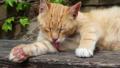 Funny red cat lick itself Video