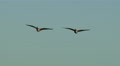 Geese, Canada Geese, Birds, Fly, Flight, Flying, 4K, UHD Video