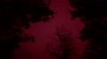 Redwood Forest Night Sky 02 Fog and Stars Time Lapse Bloody Red Video