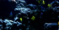 4K Tropical Fish 01 Underwater Video