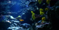 4K Tropical Fish 02 Underwater Video