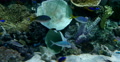 4K Tropical Fish 04 Underwater Video
