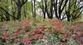 Beautiful autumn in deciduous forest Video
