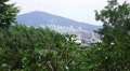 Mountain & Skyline Of Busan South Korea View Thru Green Trees 4K Video