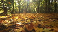 Gold autumn in wood with bright leaves. Dolly shot Video