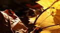 Beauty of autumn wood. Dolly shot close up Video