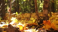 Beauty of autumn yellow wood. Dolly shot Video
