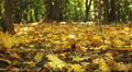 Beauty of autumn yellow wood. Dolly shot Video