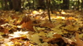 Beauty of autumn yellow wood. Dolly shot close up Video