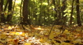Beauty of autumn in yellow wood. Dolly shot Video