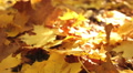 Beauty of autumn wood. Yellow leaves close up . Dolly shot Video
