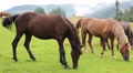 Beautiful horses on the grassland Video