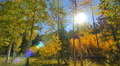 4K Aspen Forest 04 Fall Foliage in Grand Canyon North Rim USA Video