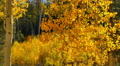 4K Aspen Forest 05 Fall Foliage in Grand Canyon North Rim USA Video
