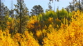 4K Aspen Forest 08 Fall Foliage in Grand Canyon North Rim USA Video
