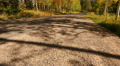 4K Aspen Forest 10 Tilt Up Fall Foliage in Grand Canyon North Rim USA Video