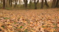 Yellow Autumn paints of wood. Dolly shot Video