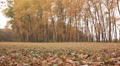 Beauty of autumn wood. Yellow trees . Dolly shot Video