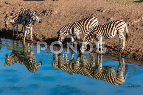Zebras Drinking Water Hole