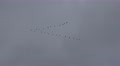 4k Migratory birds flying formation Video
