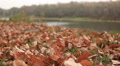 Autumn motives with leaves and river. Dolly shot Video