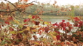 Autumn motives with leaves and river. Dolly shot landscape Video