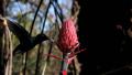 Hummingbird in a natural environment. Amazilia lactea. Video