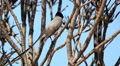 Swallon bird perched in a tree. Brazilian Biome. Tachornis squamata Video