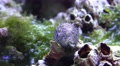 4k Colorful cowry sea snail closeup moving timelapse Video