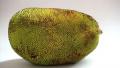 Jackfruit - Exotic Fruit Video