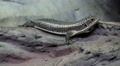 Gerrhosaurus - plated lizard in vivarium for reptiles Video