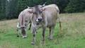 White cows on the meadow Video