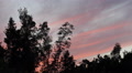 Spectacular Beautiful Nature Trees Silhouettes Red Cirrus Clouds Windy Weather Video
