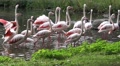 4k Flamingos group walking in a pond in sunny green nature Video
