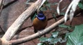 4k Colorful Hildebrandt Starling bird closeup on tree branch Video