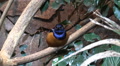 Colorful Hildebrandt Starling bird closeup on tree branch Video