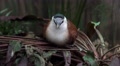 4k Kittlitz Sand Plover bird sitting relaxed on jungle ground Video