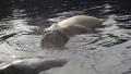 Walrus snorting at rocky water surface Video