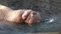Walrus closeup snorting at rocky water surface Video