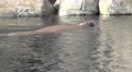 4k Swimming snorting Walrus closeup Video