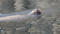 4k Snuffling swimming Walruß in rocky terrain Video