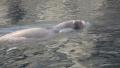 Snuffling swimming Walruß in rocky terrain Video