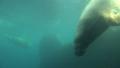 4k Walrus diving underwater in natural arctic compound Video