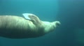 4k Walrus closeup underwater in natural arctic compound Video