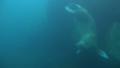 Walrus looping underwater in natural arctic compound Video