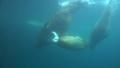 Three Walrus dive underwater in natural arctic compound Video