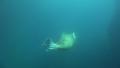 4k Walrus elegant dive underwater in natural arctic compound Video