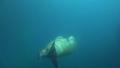 Walrus elegant dive underwater in natural arctic compound Video