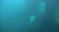 4k Two Walrus dive underwater in natural arctic compound Video